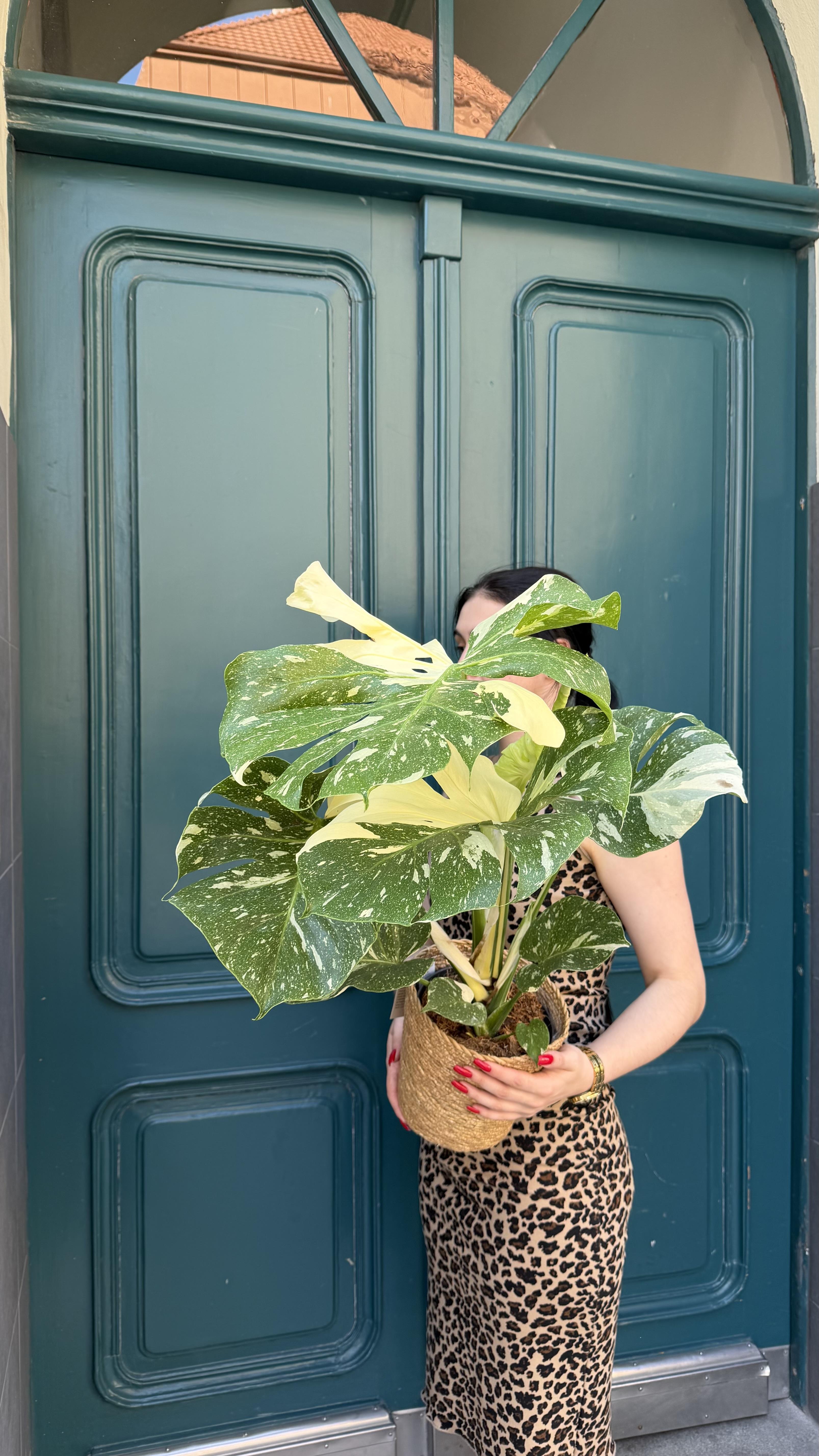 Monstera deliciosa ‘Thai Constellation’