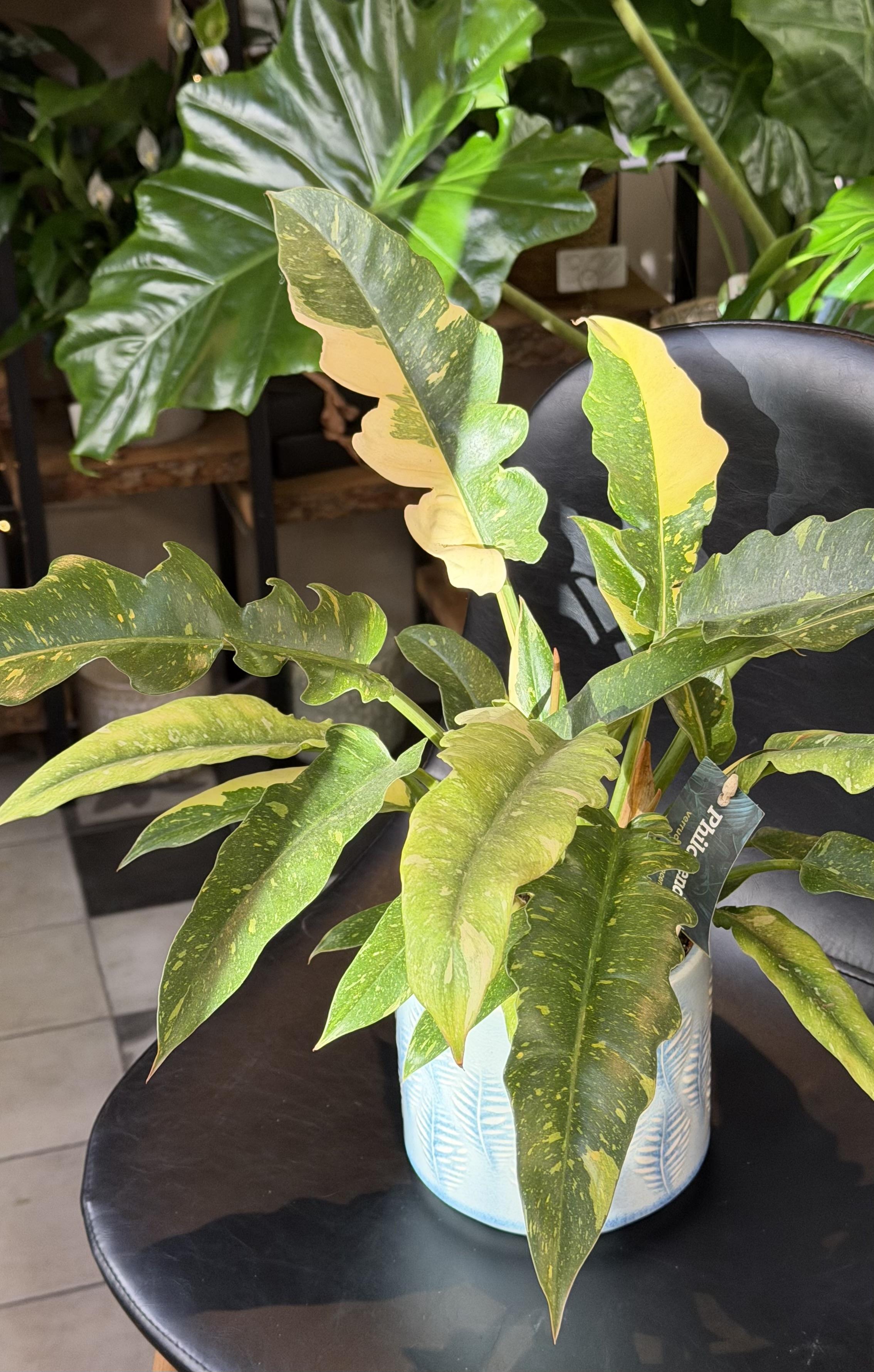 Philodendron Ring of Fire