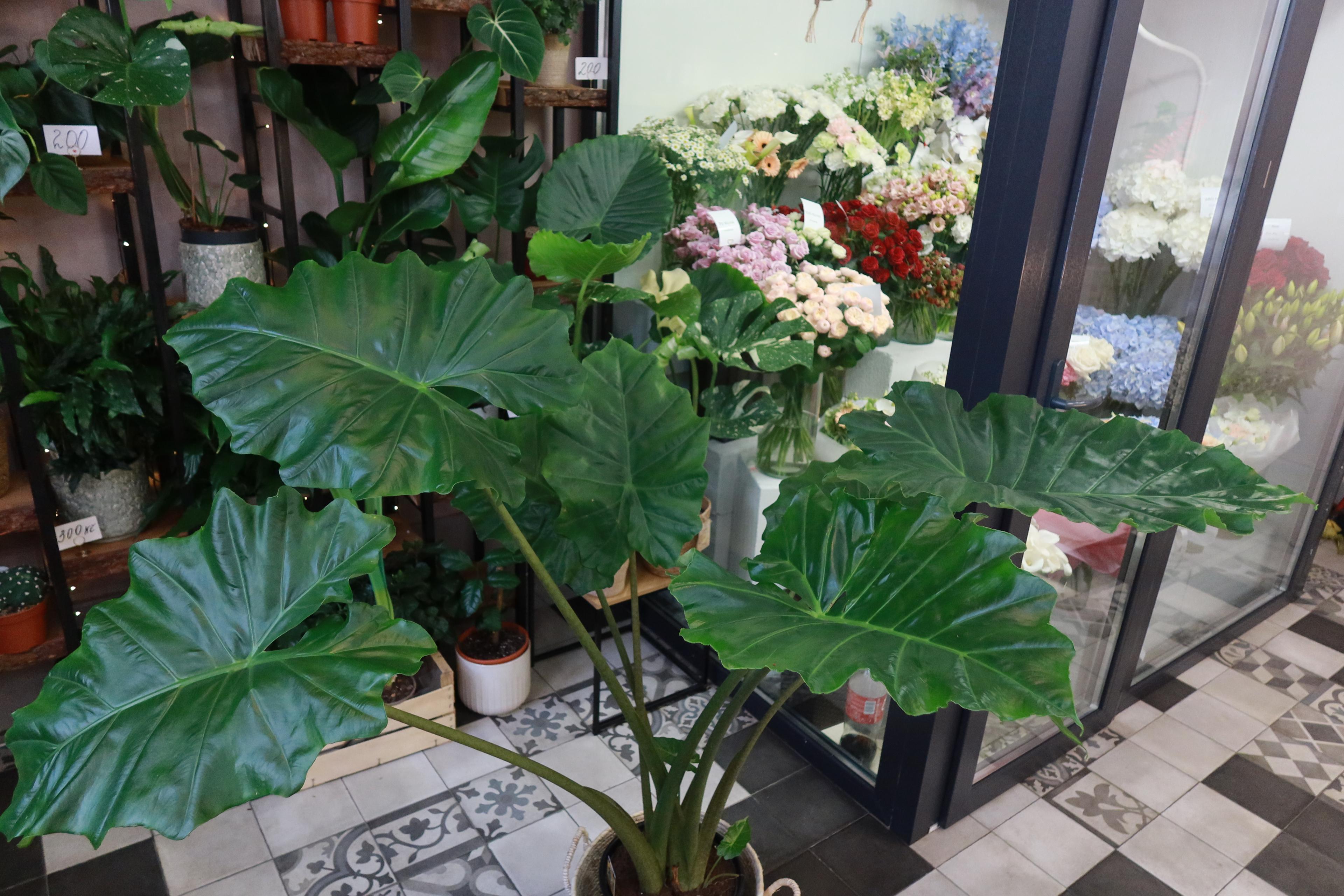 Alocasia