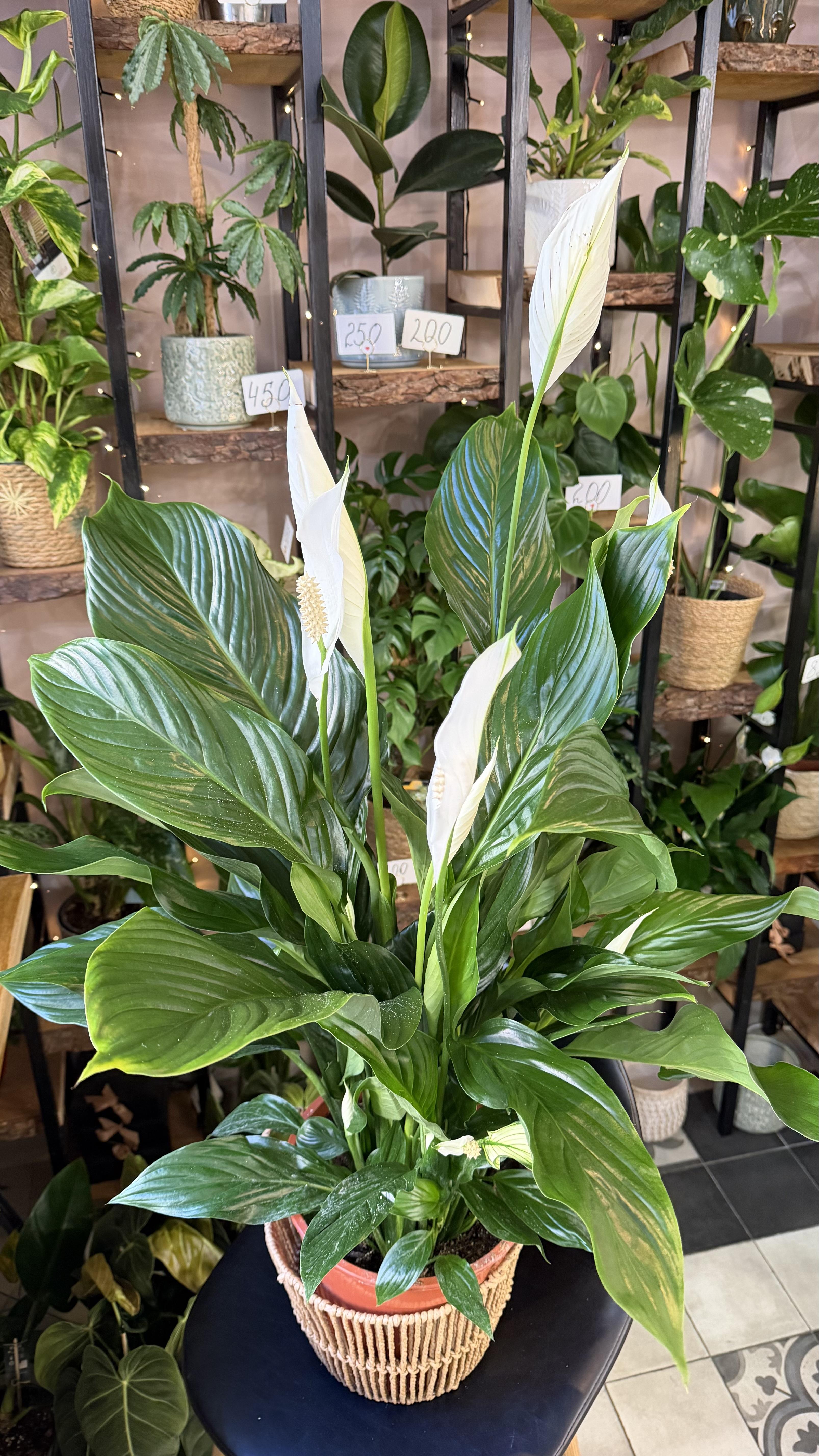 Spathiphyllum