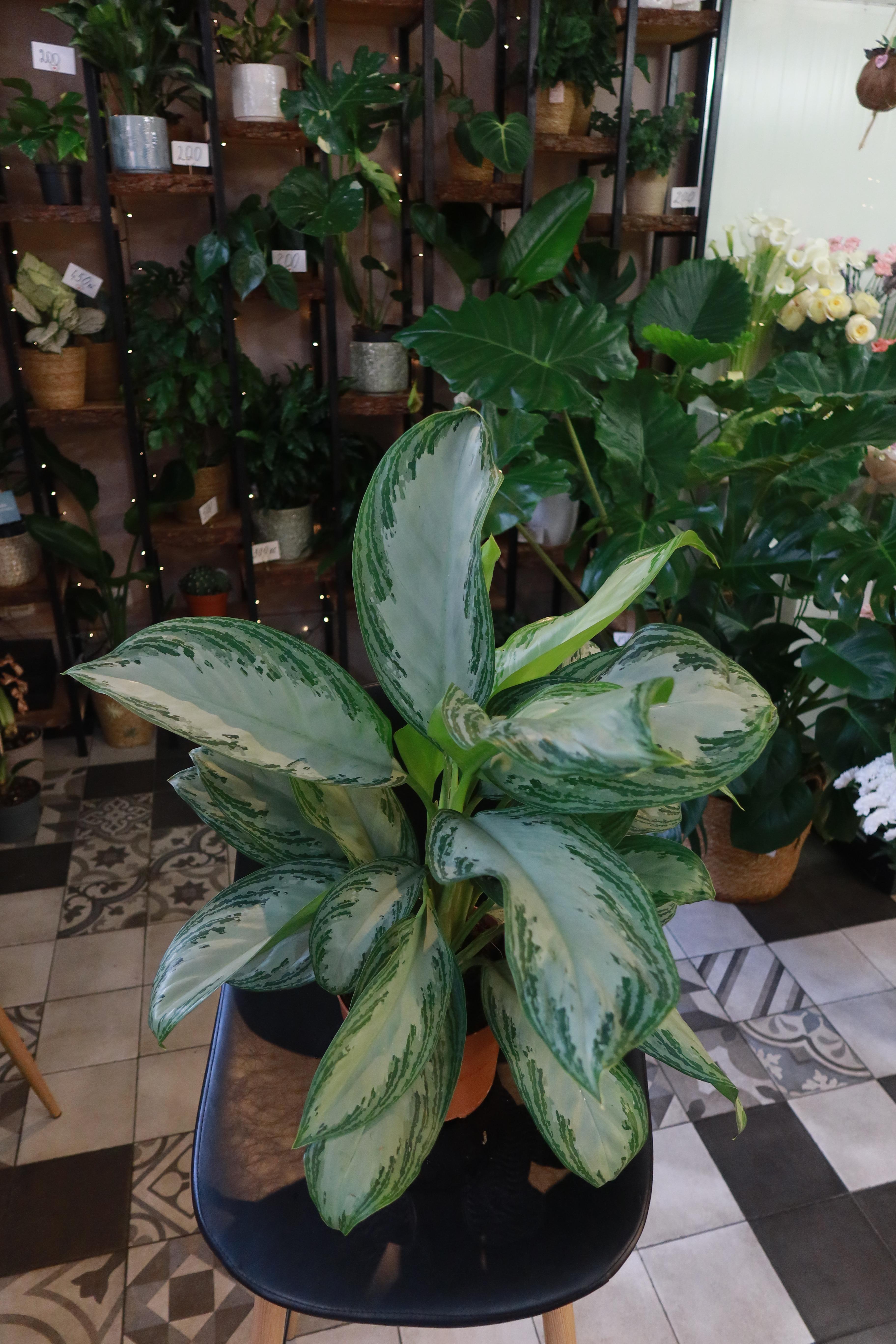 Aglaonema