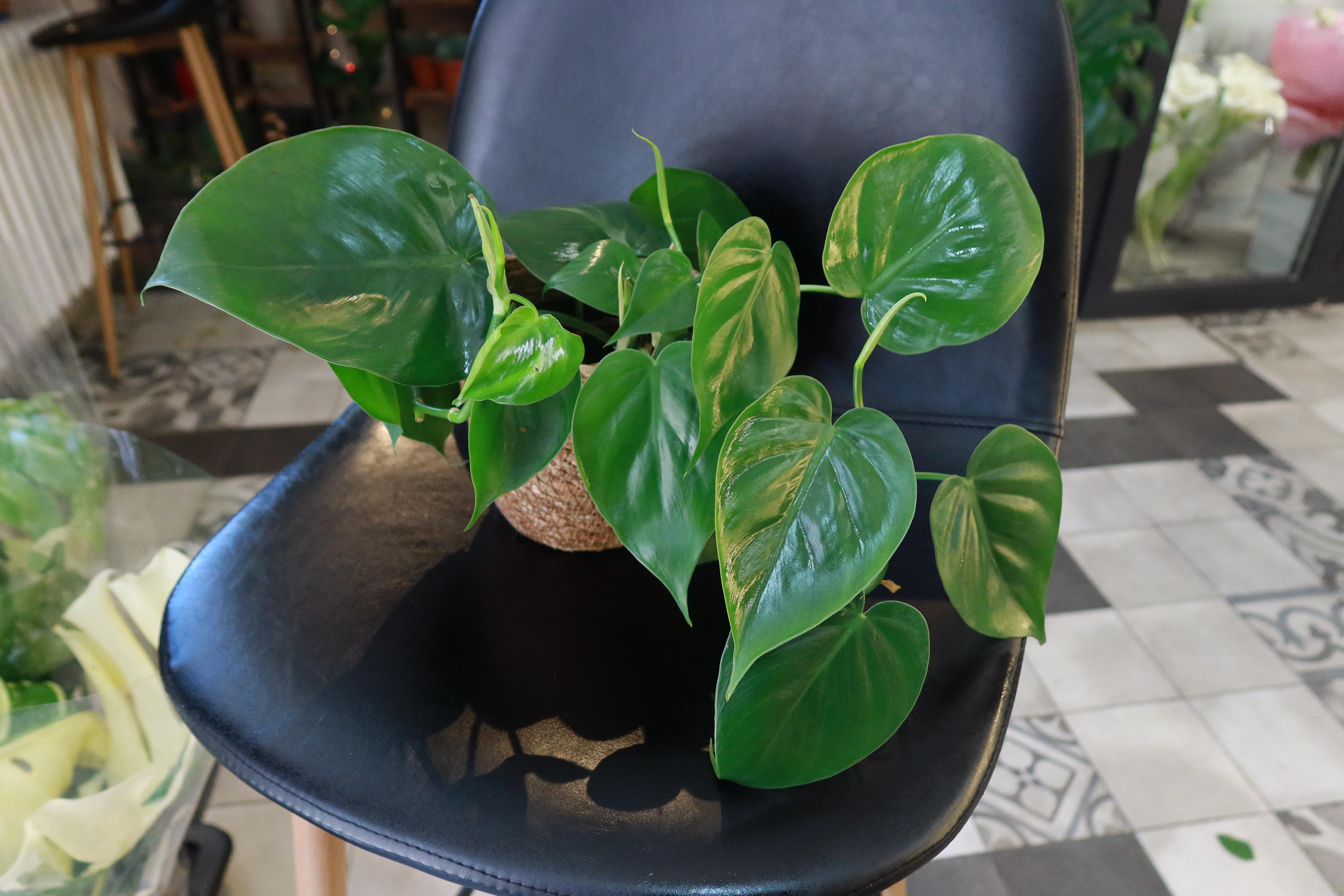 Filodendron