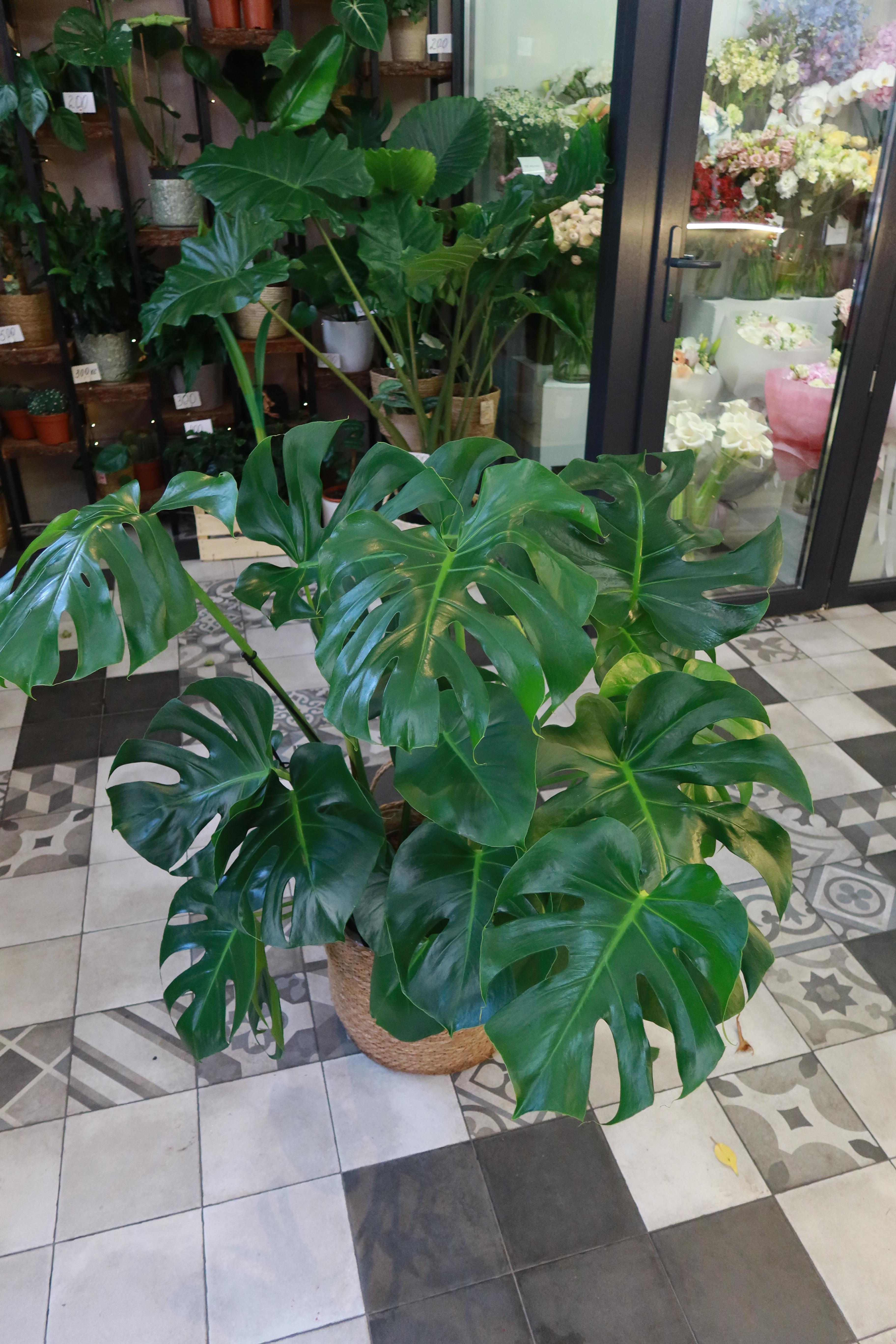 Monstera
