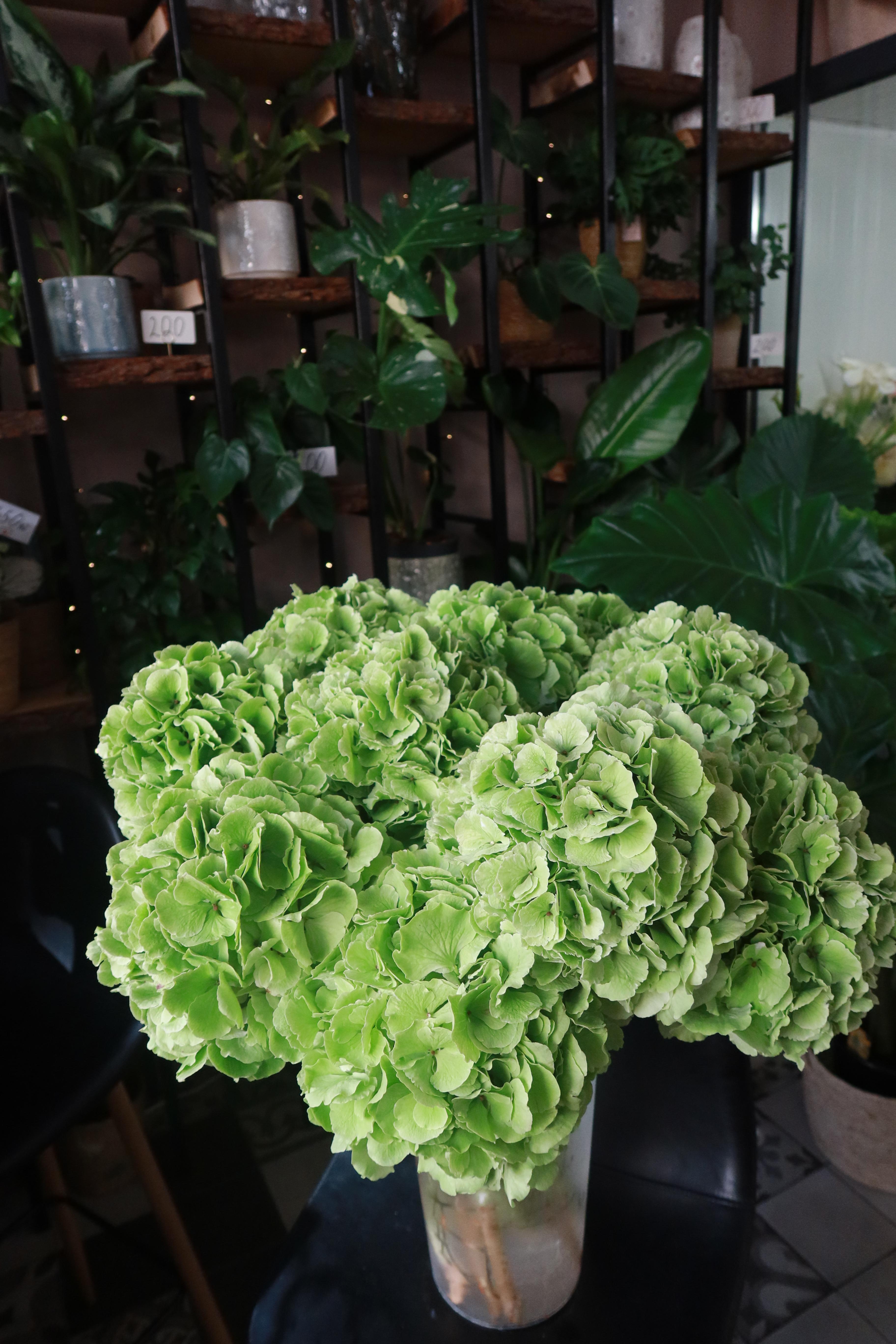 Seasonal Green Hydrangea
