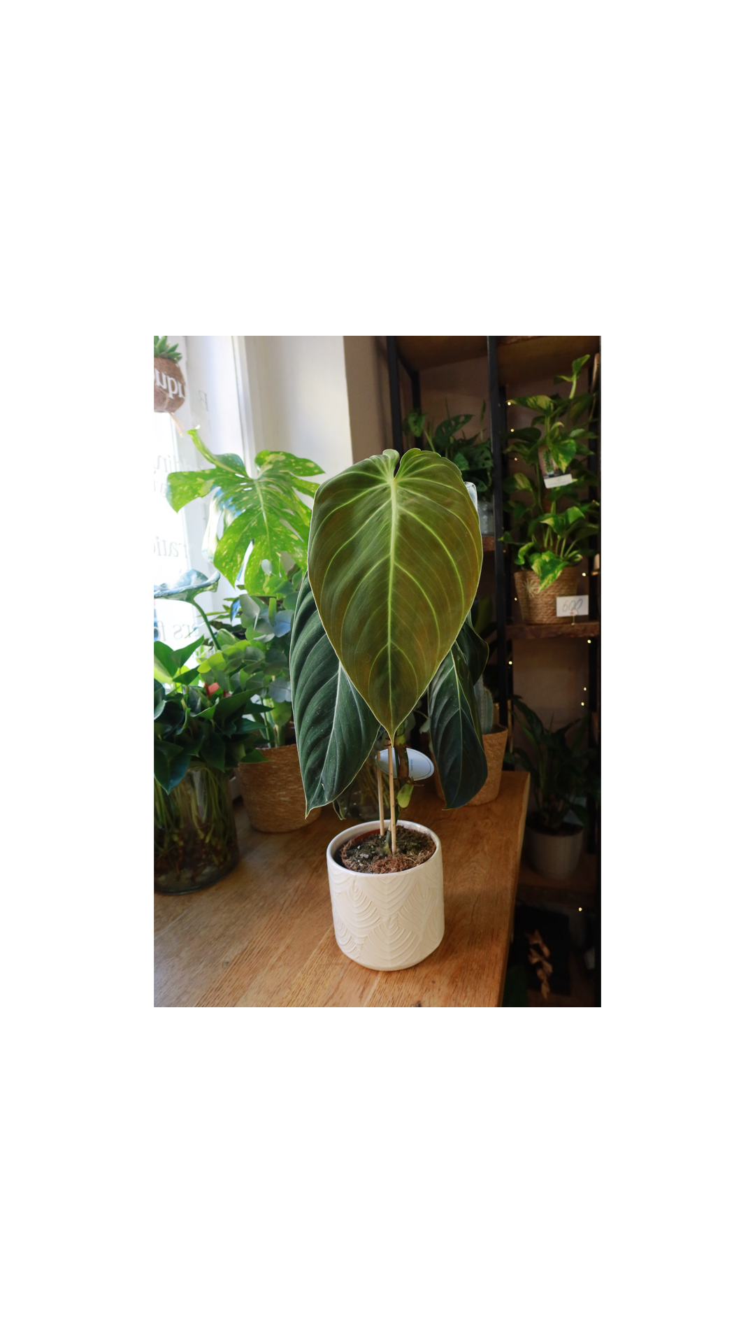 Philodendron
