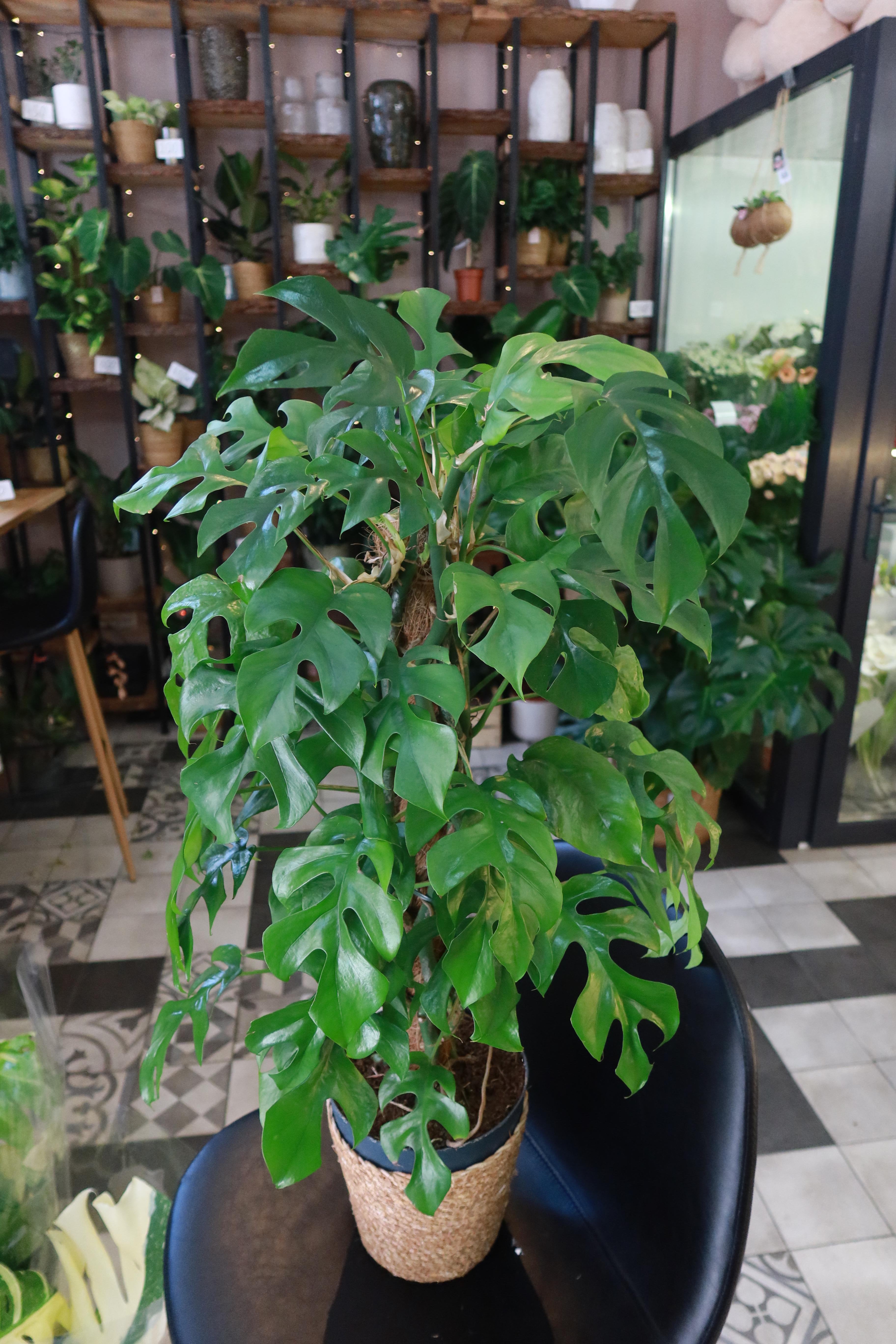 Monstera Minima