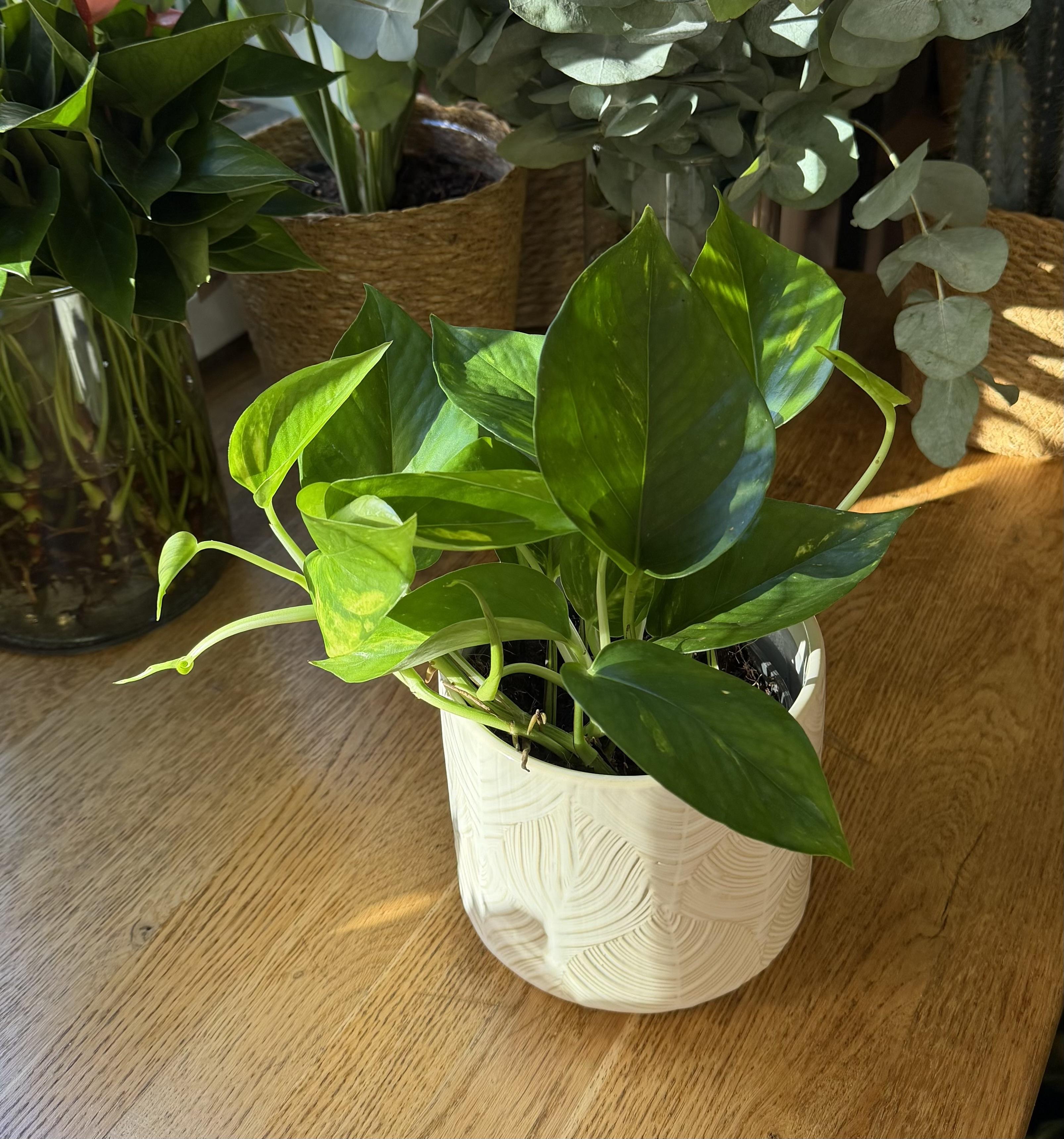 Epipremnum Aureum