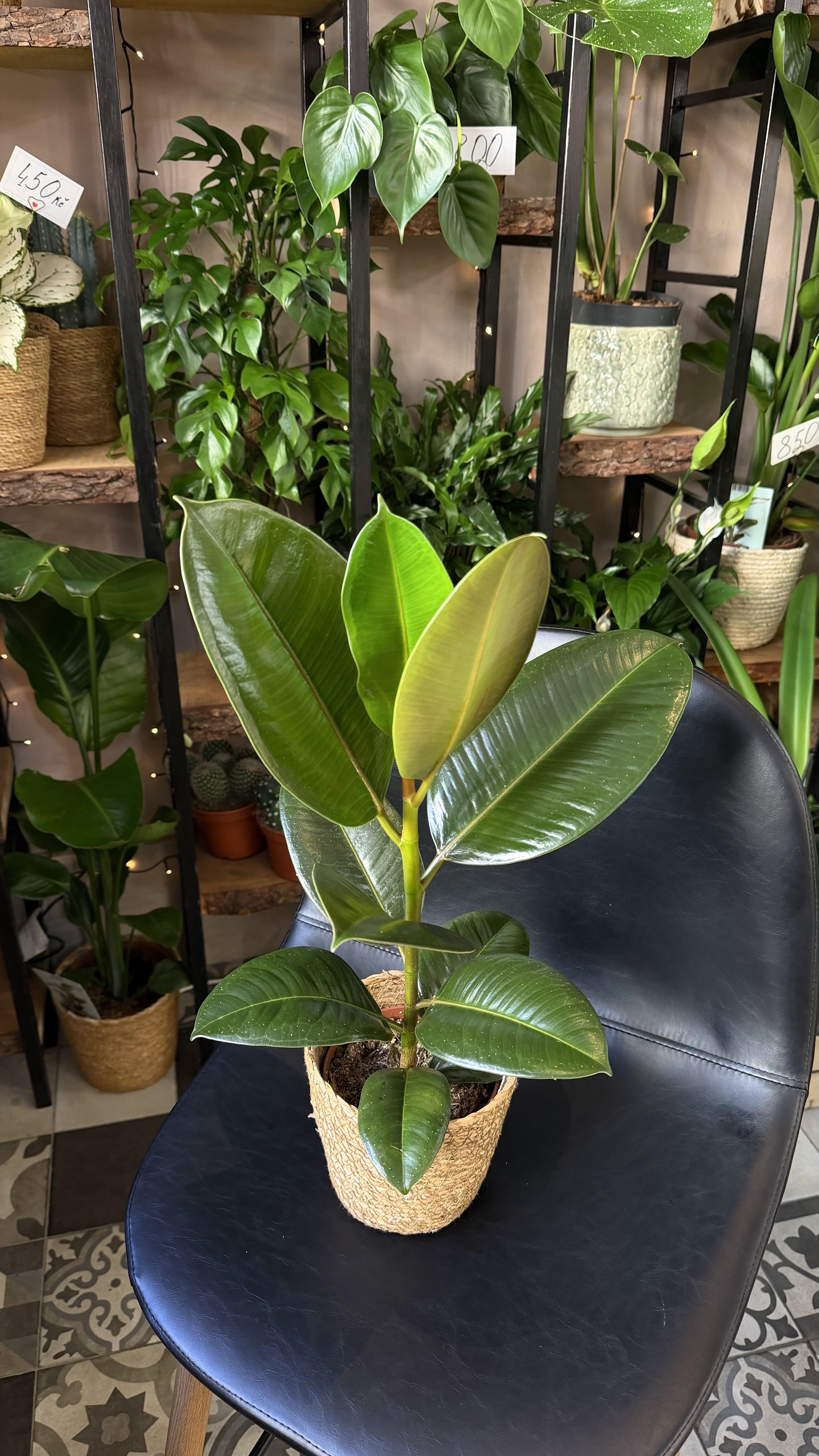 Ficus Robusta