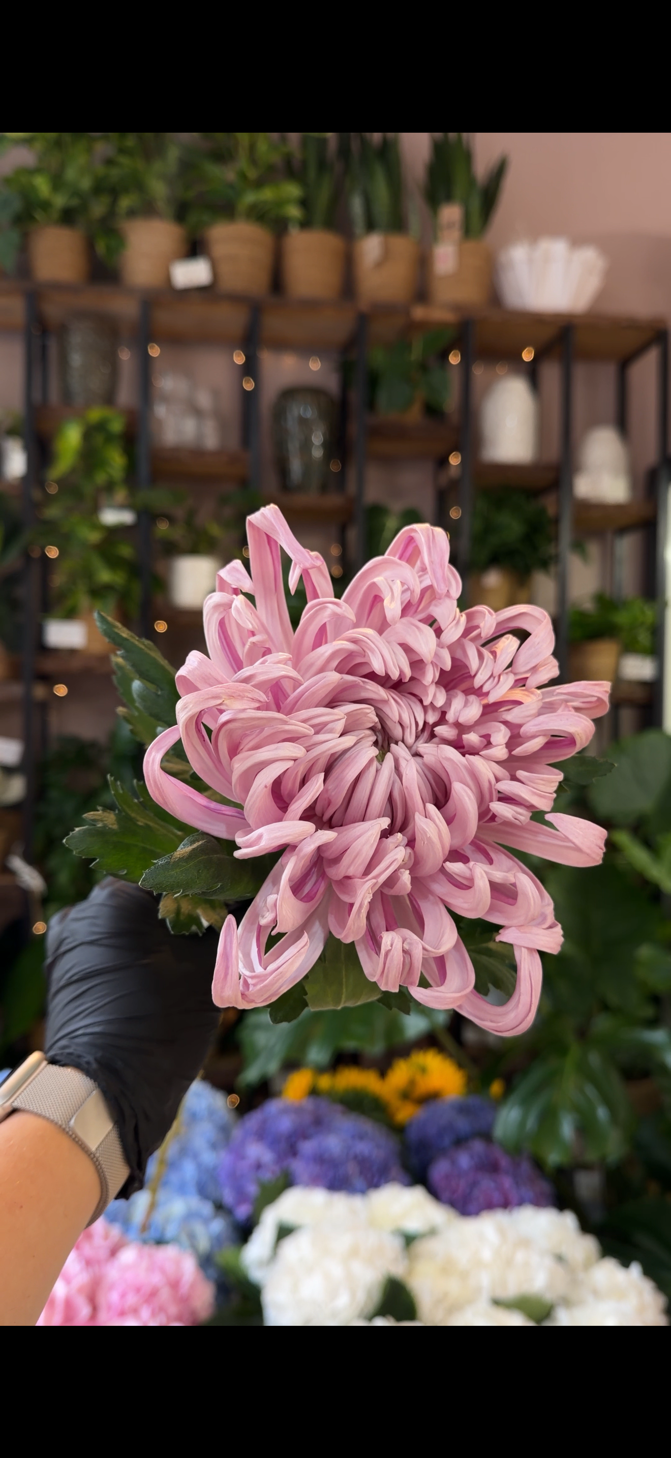 Vienna Pink