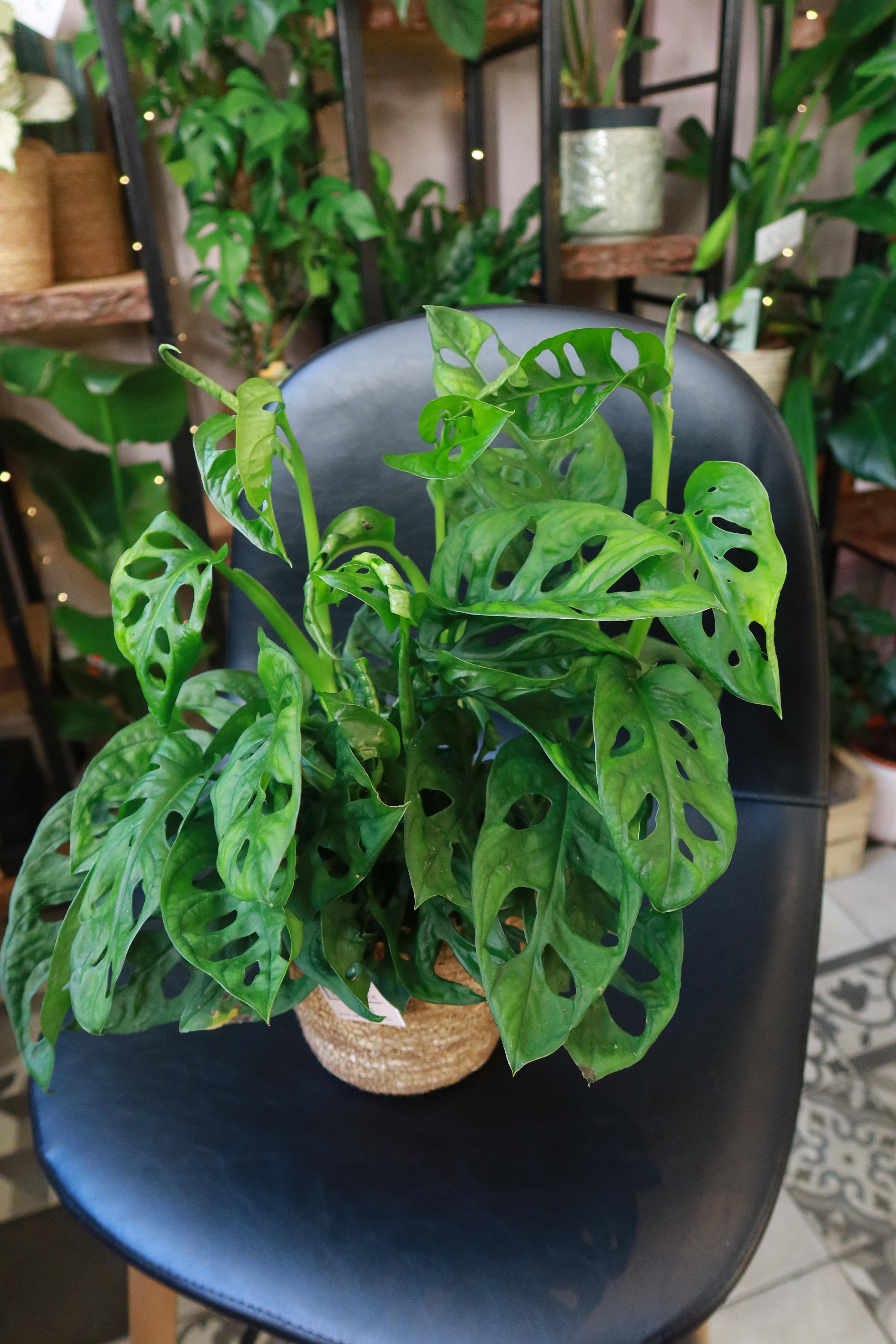 Monstera adansonii