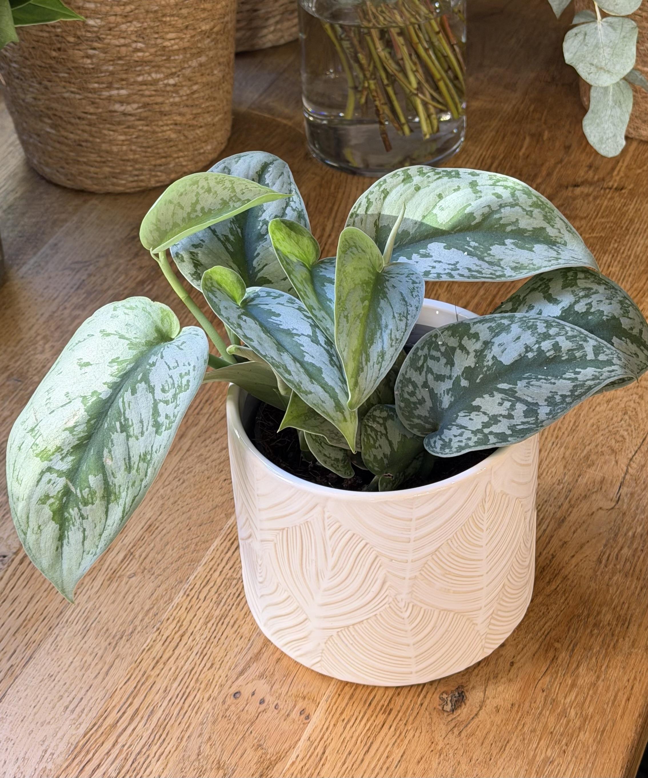 Scindapsus Pictus