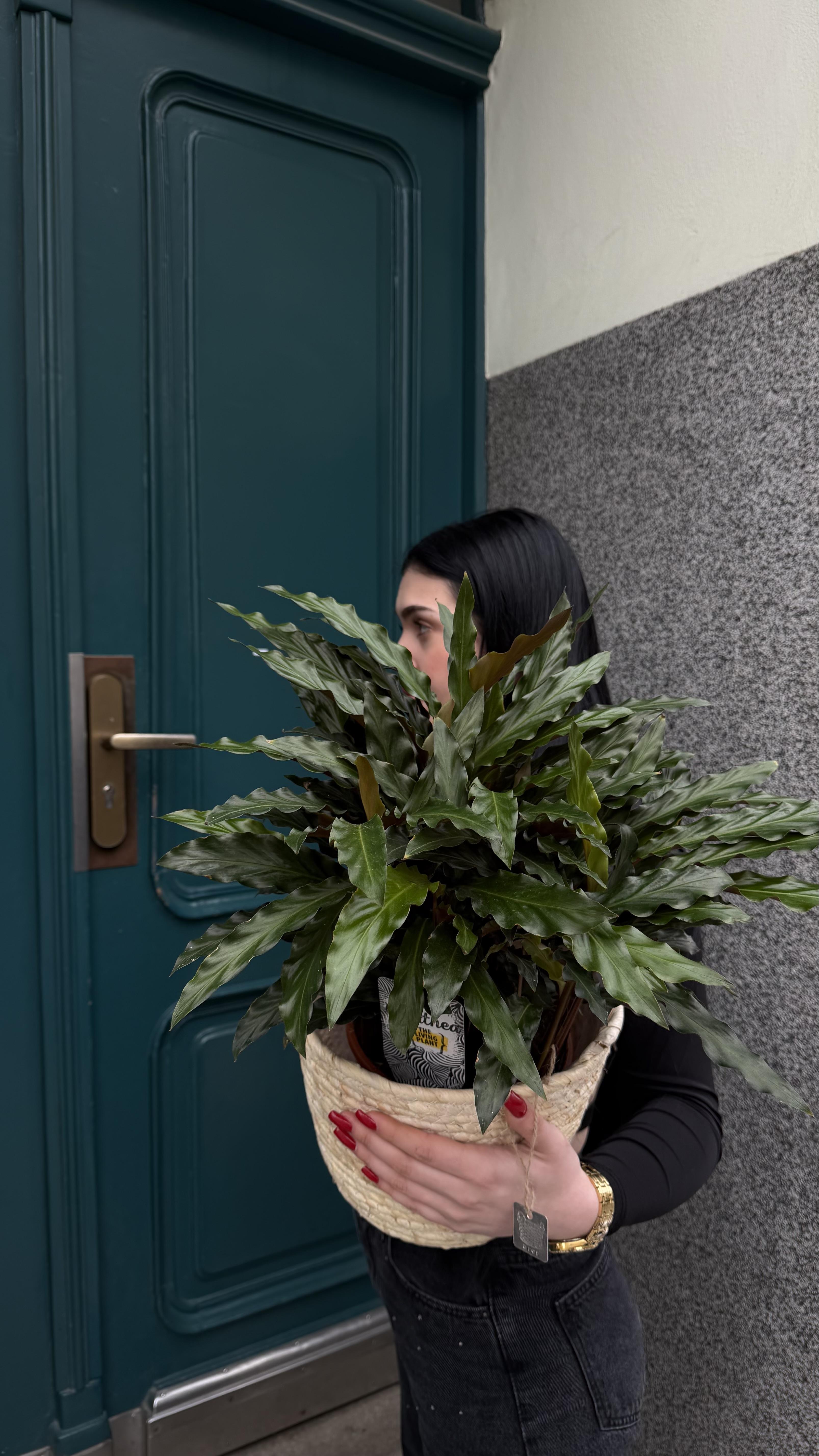 Calathea rufibarba