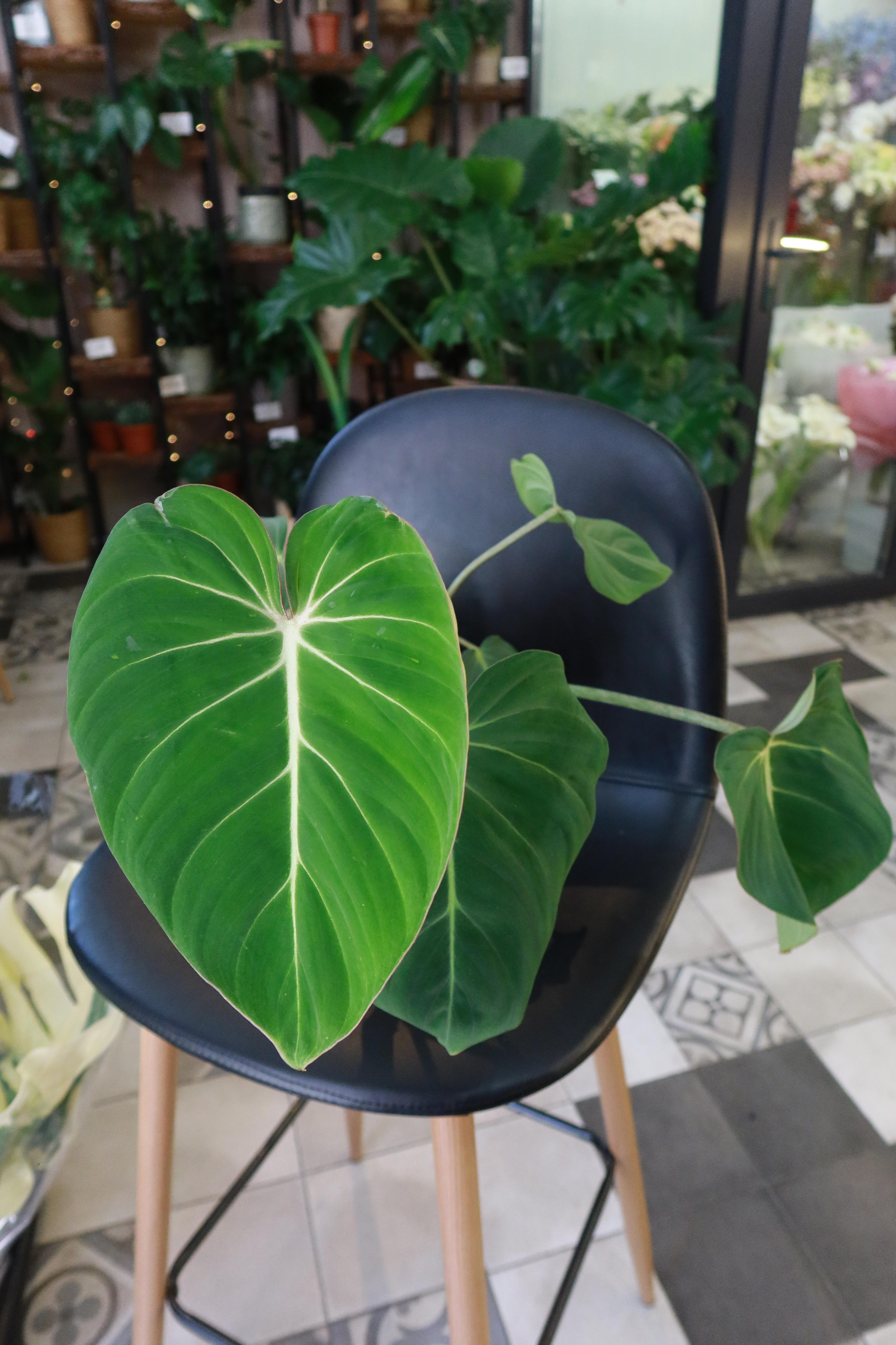 Philodendron