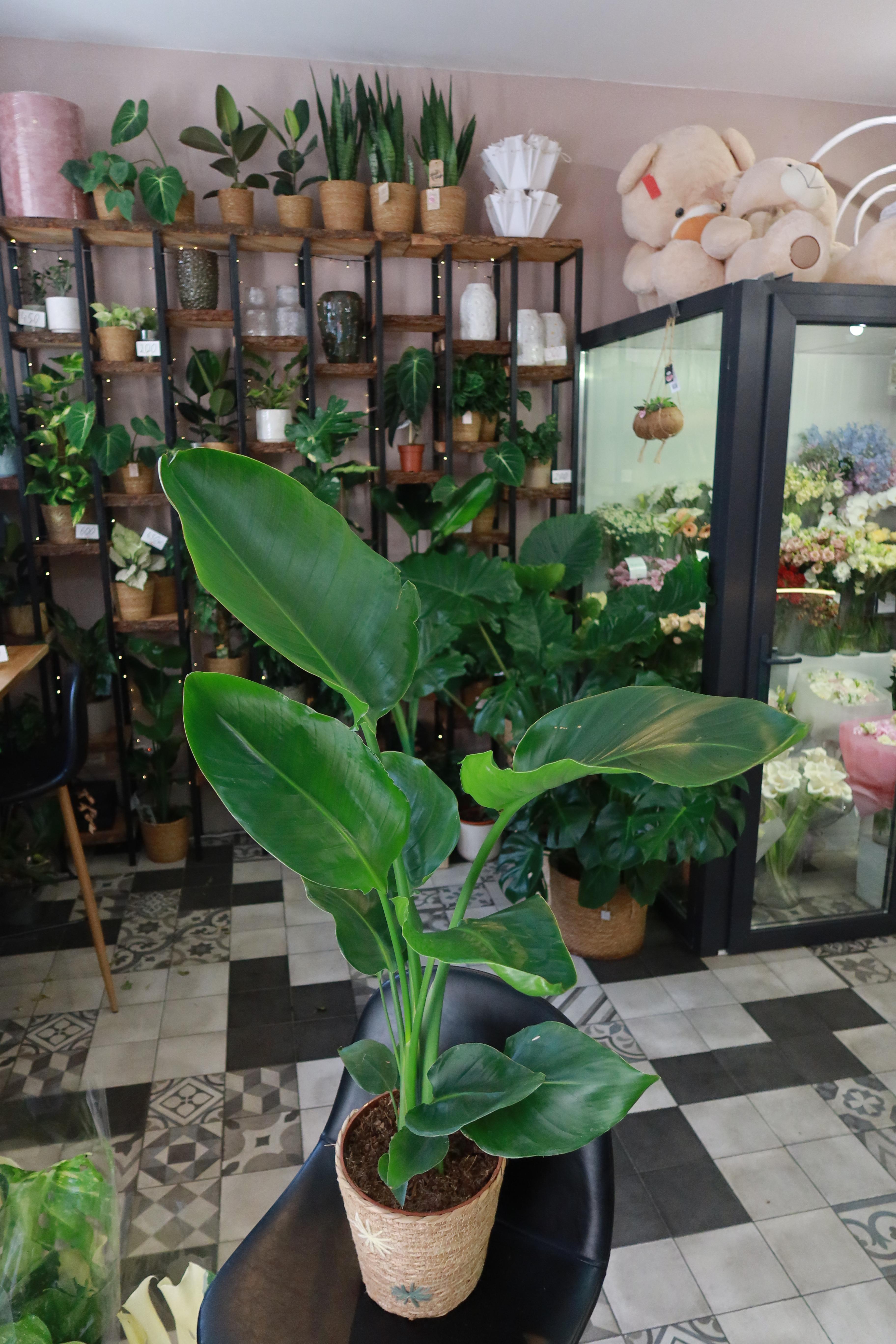 Strelitzia