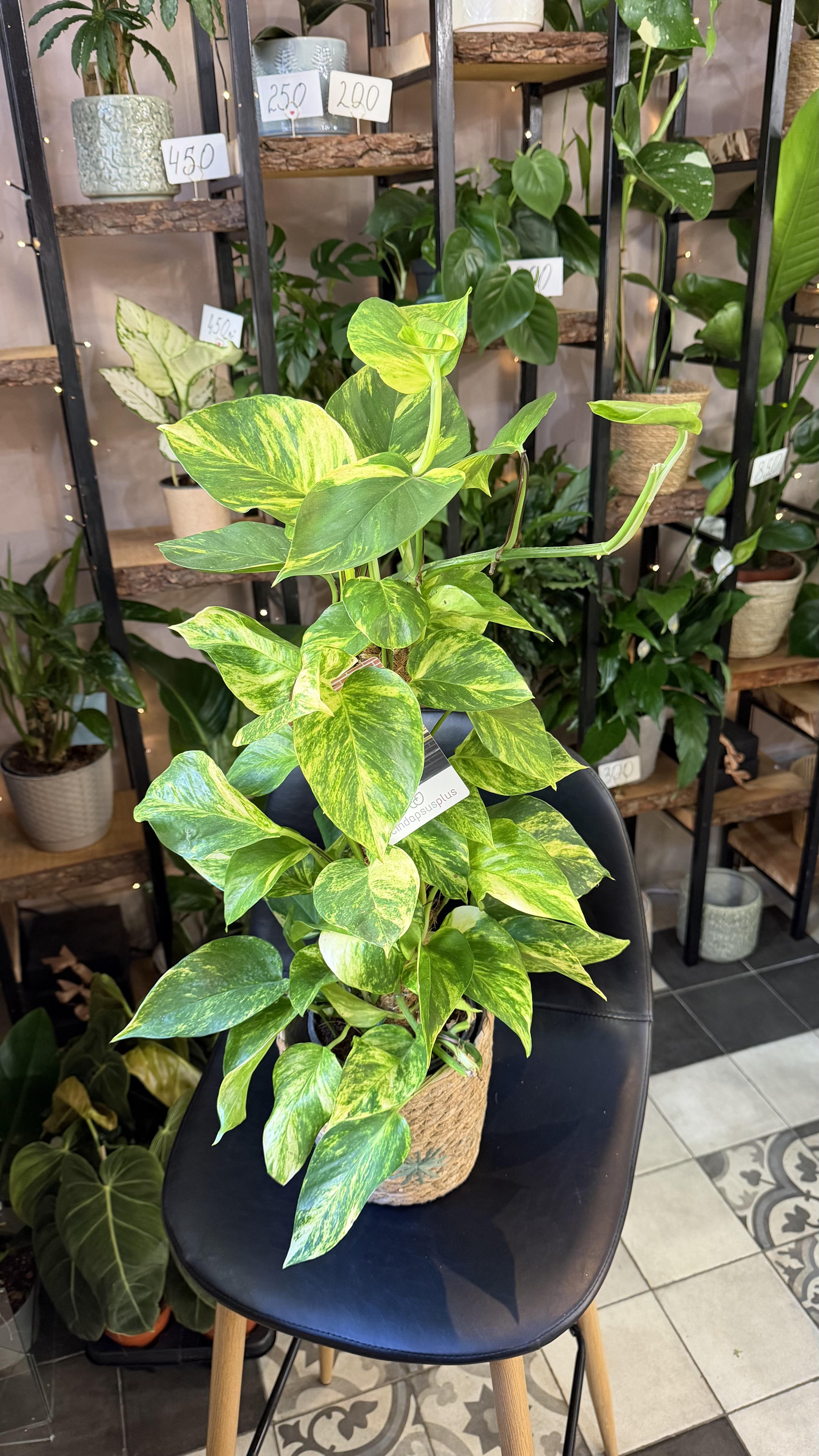 Epipremnum Golden