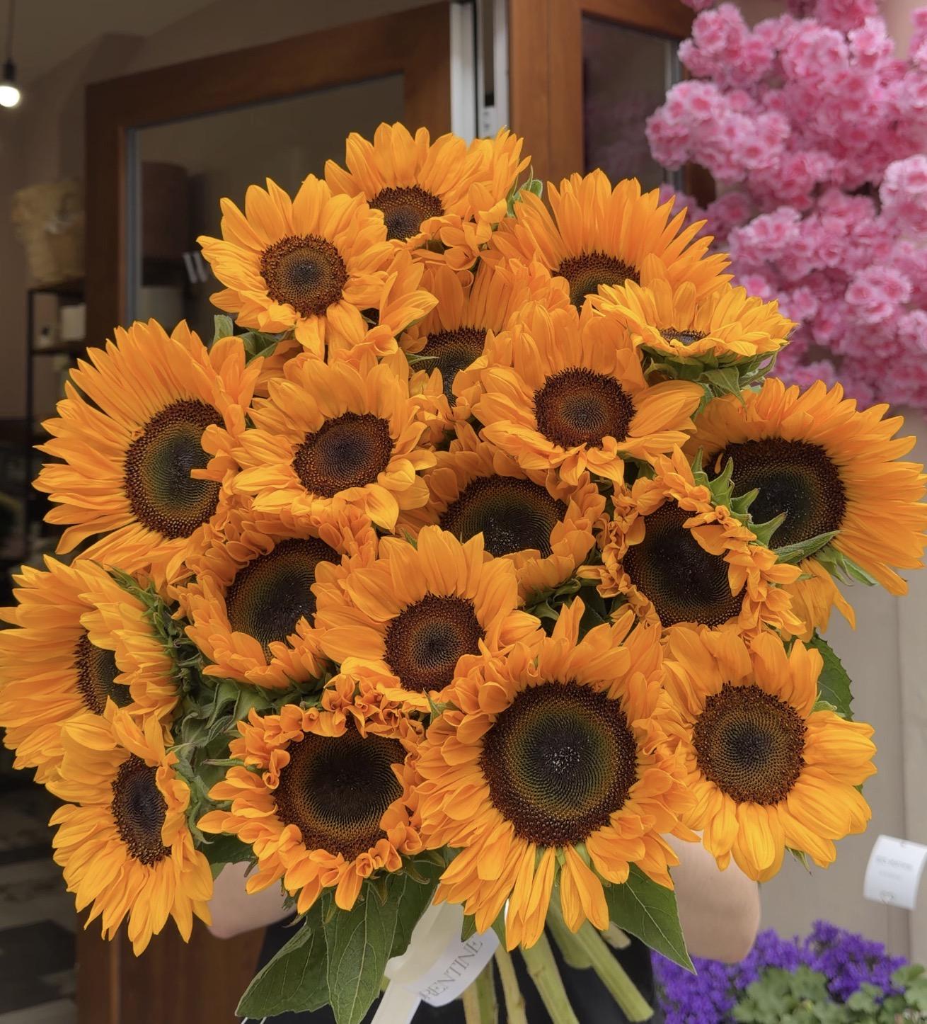 Sunflower