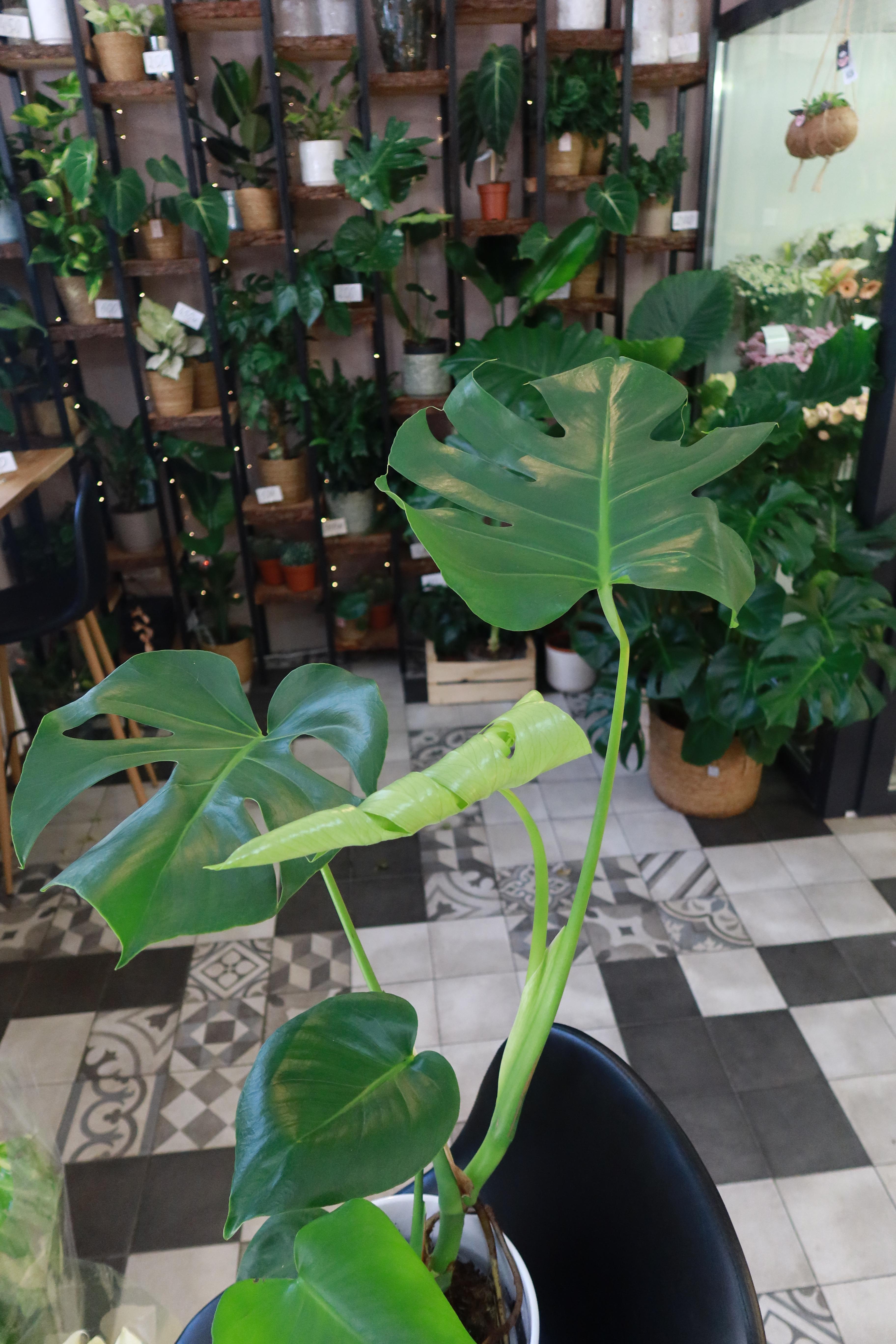 Monstera deliciosa