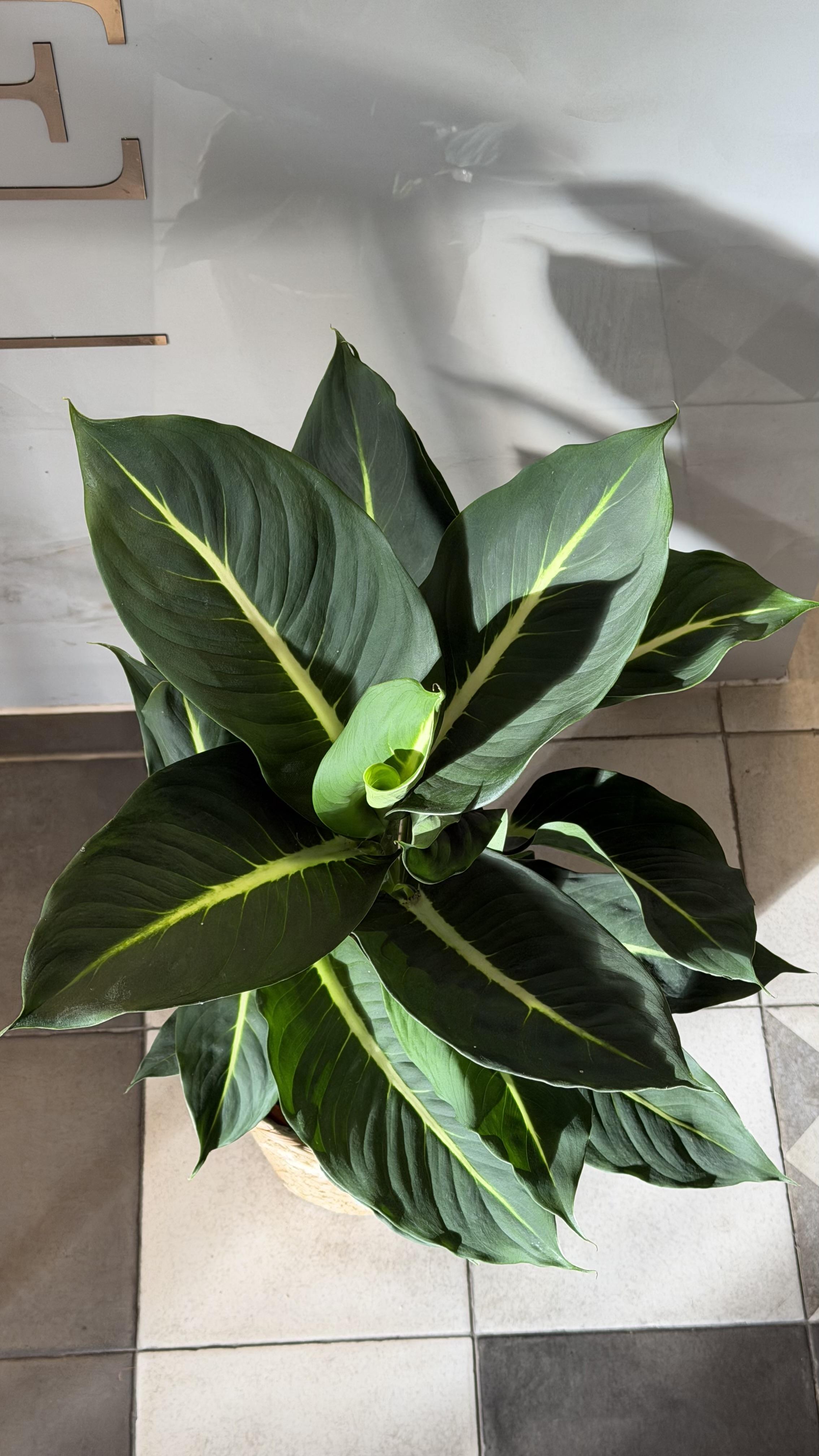 Dieffenbachia